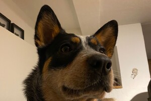 Abby Lavie: Duitsland