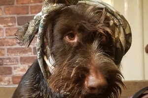 Abby Lavie: mijn roedel