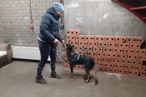 Soran Bart: Nosebedience