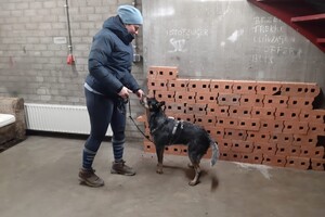 Soran Bart: Nosebedience