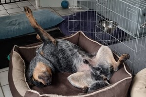 Soran Bart: in het nest