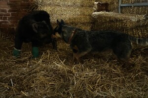 Abby Lavie: mijn boerderij