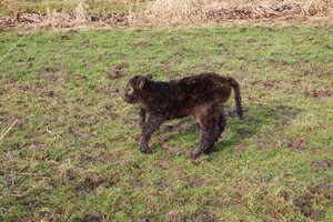 Abby Lavie: mijn boerderij