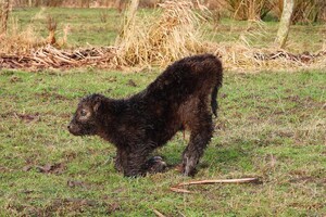 Abby Lavie: mijn boerderij