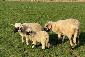 Abby Lavie: mijn boerderij