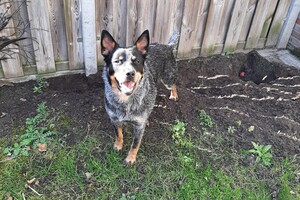 Soran Bart: hoveniers werk