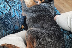 Soran Bart: auto zitje