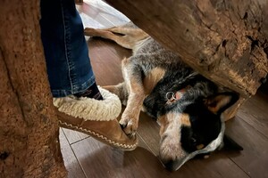 Abby Lavie: Mijn baasje 