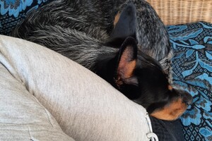 Soran Bart: Lekker rusten