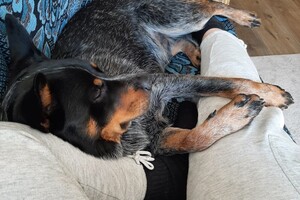 Soran Bart: ongeluk met andere hond