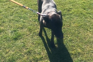 Bucky: privé honden les