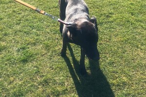 Bucky Hondenschool (deel 2)