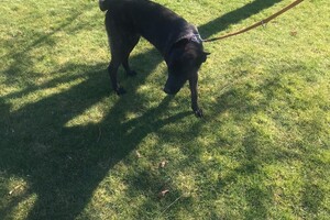 Bucky Hondenschool (deel 2)