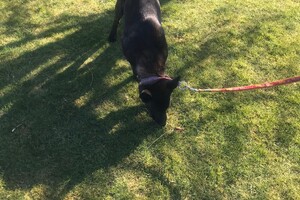 Bucky Hondenschool (deel 2)