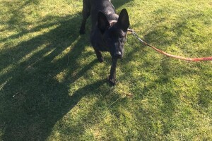 Bucky Hondenschool (deel 2)