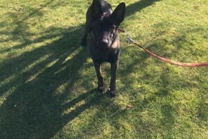 Bucky Hondenschool (deel 2)