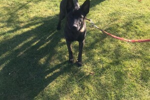 Bucky Hondenschool (deel 2)