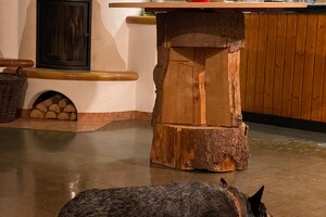 Abby Lavie: Duitsland