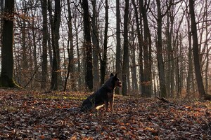 Abby Lavie: mijn roedel