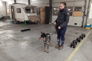 Soran Bart: Nosebedience.