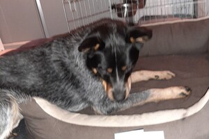 Soran Bart: EG Curcus