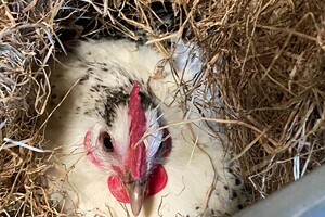 Abby Lavie: mijn boerderij