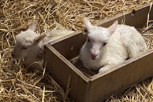 Abby Lavie: mijn boerderij