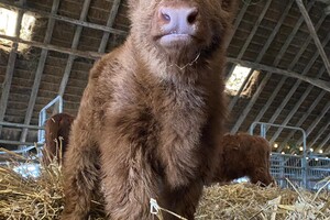 Abby Lavie: mijn boerderij
