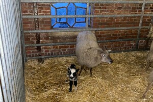 Abby Lavie: mijn boerderij