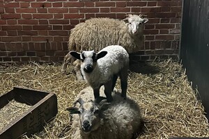 Abby Lavie: mijn boerderij