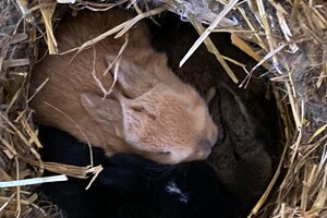 Abby Lavie: mijn boerderij