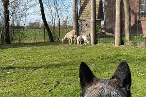 Abby Lavie: mijn boerderij