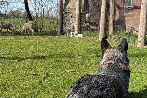 Abby Lavie: mijn boerderij