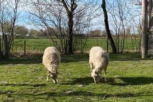 Abby Lavie: mijn boerderij