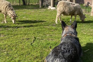 Abby Lavie: mijn boerderij