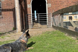 Abby Lavie: mijn boerderij