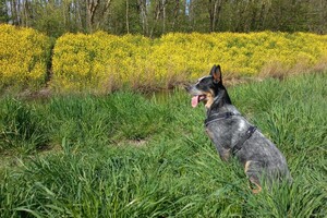 Ava Kira: vrolijk pasen