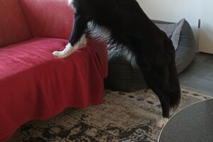 Flynn: Vrolijk pasen!