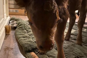 Abby Lavie: Dexter kalfje