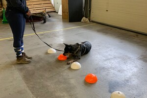 Soran Bart: Nosebedience workshop