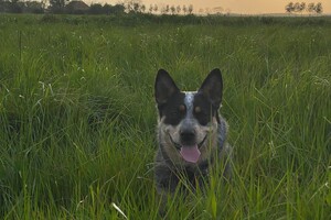 Abby Lavie: Maaitijd