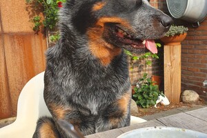 Ezran Dundee: etenstijd