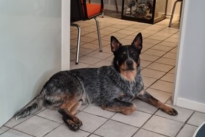 Soran Bart: past op de praktijk 