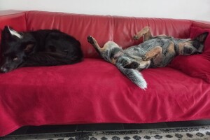 Ava Kira en Flynn: genieten