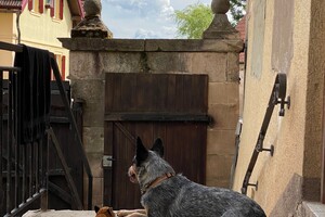 Abby Lavie: net gewandeld Duitsland 