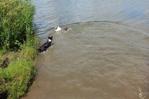 Flynn, Ava Kira en een Shepherd 