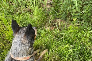 Abby Lavie: terug in Nederland 