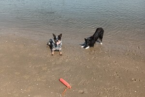 Ava Kira: strand, dichtbij huis
