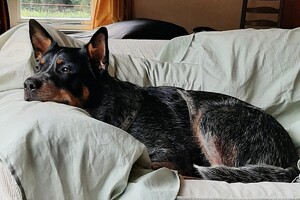 Soran Bart: gehoorzaamheid 2 geslaagd