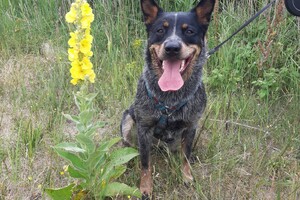 Soran Bart: Meijendel